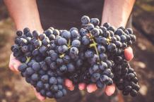 images/categorieimages/Tannat grape.jpeg